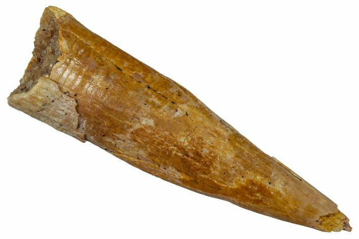 Fossil Pterosaur (Siroccopteryx) Tooth - Morocco #299805